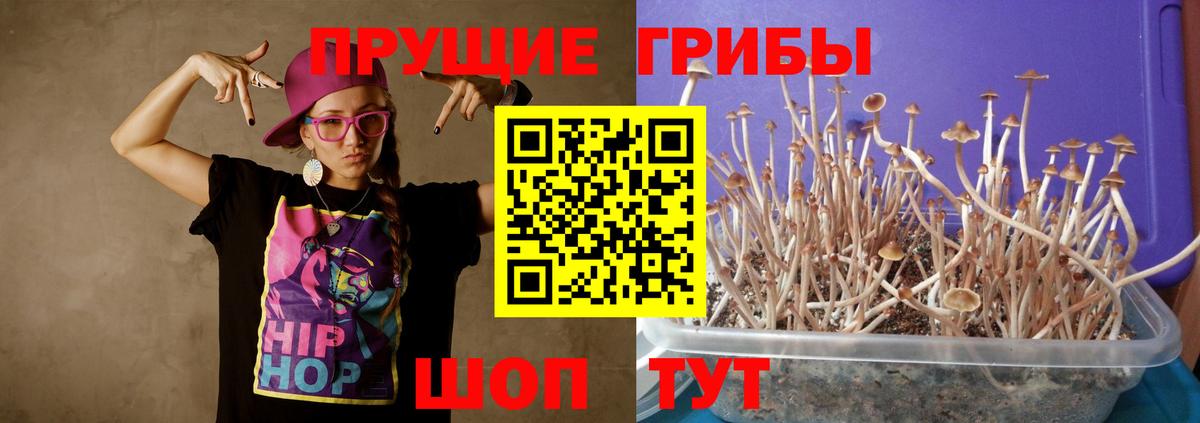 Галлюциногенные грибы прущие грибы Мурманск